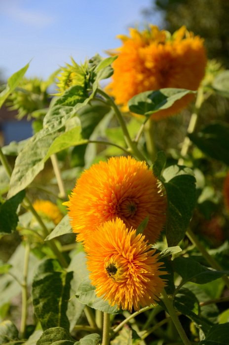Helianthus annuus 'Santa Fe' (3)